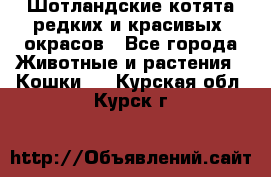 Шотландские котята редких и красивых  окрасов - Все города Животные и растения » Кошки   . Курская обл.,Курск г.